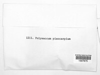 Image of Polysaccum pisocarpium